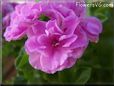 pink geranium flower