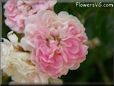 white pink peony flower