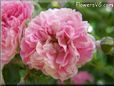 pink peony flower