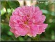 pink peony flower