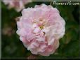 white pink peony flower