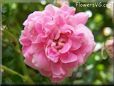 pink peony flower