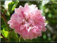 pink peony flower