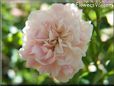 white pink peony flower