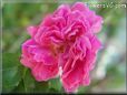 pink peony flower