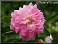 pink peony flower