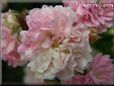 white pink peony flower