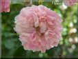 white pink peony flower