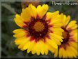 yellow red blanket flower