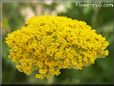 yellow yarrow flower