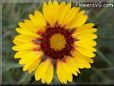 yellow blanket flower