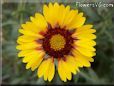 yellow blanket flower