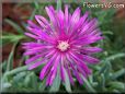 ice plant flower