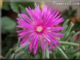 iceplant flower