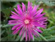 iceplant flower