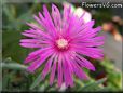 iceplant flower