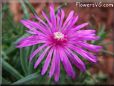 ice plant flower