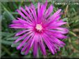 iceplant flower