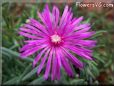 ice plant flower