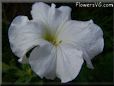 white petunia flower