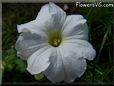 white petunia flower