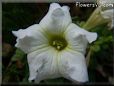 white petunia flower