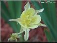 yellow columbine flower