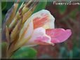 pink white canna flower