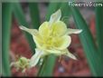 yellow columbine flower