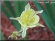 yellow columbine flower