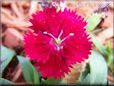 red dianthus flower