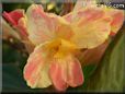 yellow pink white canna flower