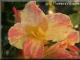 yellow pink white canna flower