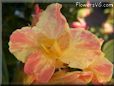 yellow pink white canna flower