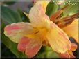 yellow pink white canna flower