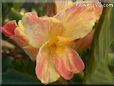 yellow pink white canna flower