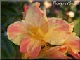 yellow pink white canna flower