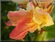 yellow pink white canna flower