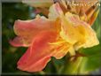 yellow pink white canna flower