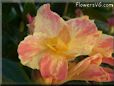 yellow pink white canna flower