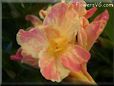 yellow pink white canna flower