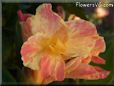 yellow pink white canna flower