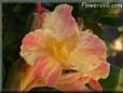 yellow pink white canna flower