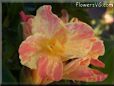 yellow pink white canna flower