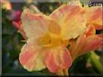 yellow pink white canna flower