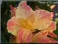 yellow pink white canna flower