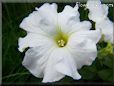 white petunia flower