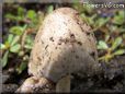 garden mushroom