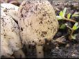 garden mushroom