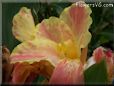 yellow pink white canna flower